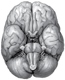 cerebro
