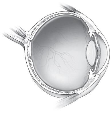 ojo