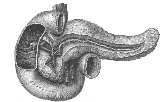 pancreas