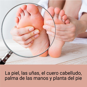 La piel, las uñas, el cuero cabelludo